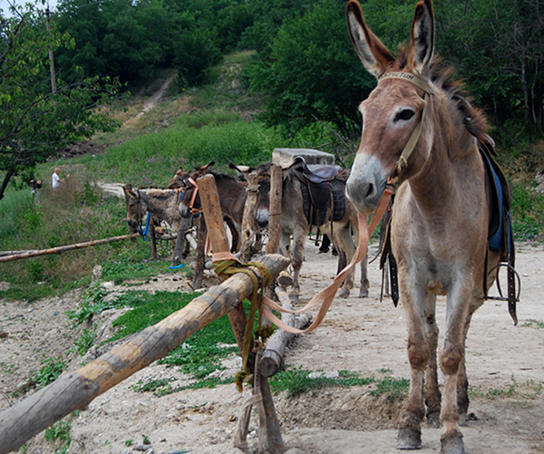 A Donkey is a Man’s Friend Museum